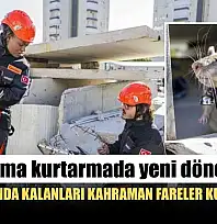Arama kurtarmada yeni dönem: Enkaz altında kalanları kahraman fareler kurtaracak