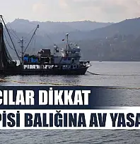 Balıkçılar Dikkat: Dil ve Pisi Balığına Av Yasağı