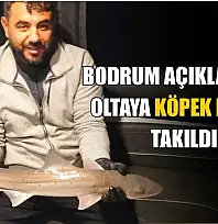 Bodrum açıklarında oltaya köpek balığı takıldı
