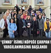 Bodrum'da 'Çinko' isimli köpeğe çarpan sürücünün yargılanmasına başlandı