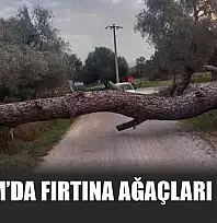 Bodrum'da fırtına ağaçları devirdi