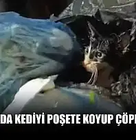Bodrum'da kediyi poşete koyup çöpe attılar