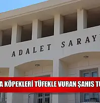 Bodrum'da köpekleri tüfekle vuran şahıs tutuklandı