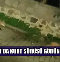 Bodrum'da kurt sürüsü görüntülendi