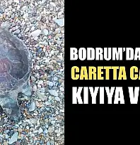 Bodrum'da yavru caretta caretta kıyıya vurdu