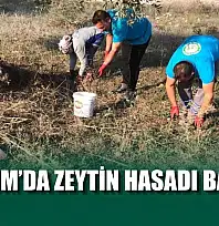 Bodrum'da zeytin hasadı başladı