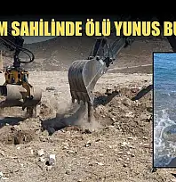 Bodrum sahilinde ölü yunus bulundu