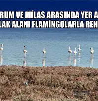 Bodrum ve Milas arasında yer alan Tuzla Sulak Alanı flamingolarla renkleniyor