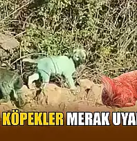 Boyalı köpekler merak uyandırdı