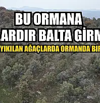 Bu ormana asırlardır balta girmiyor, kuruyup yıkılan ağaçlarda ormanda bırakılıyor