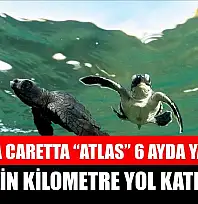 Caretta caretta 'Atlas' 6 ayda yaklaşık 5 bin kilometre yol katetti