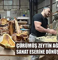 Çürümüş zeytin ağaçlarını sanat eserine dönüştürüyor