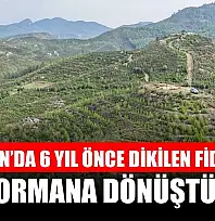 Dalaman'da 6 yıl önce dikilen fidanlar ormana dönüştü