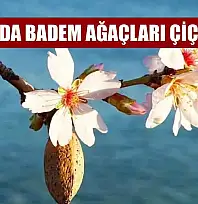 Datça'da badem ağaçları çiçek açtı