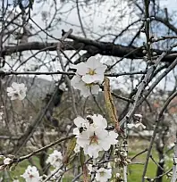Datça'da badem ağaçları kış ortasında çiçek açtı