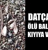 Datça'da ölü balıklar kıyıya vurdu