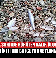 Datça'da sahilde görülen balık ölümlerinde tehlikeli bir bulguya rastlanmadı