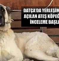 Datça'da yerleşim yerinde açılan ateş köpeği vurdu, inceleme başlatıldı