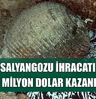 Deniz salyangozu ihracatı 9 ayda 10,7 milyon dolar kazandırdı