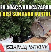 Devrilen ağaç 5 araca zarar verdi: Bir kişi son anda kurtuldu