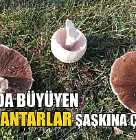Doğada büyüyen dev mantarlar şaşkına çevirdi