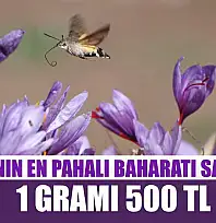 Dünyanın en pahalı baharatı safranın 1 gramı 500 TL