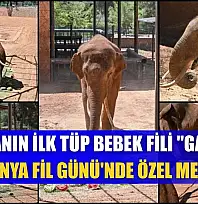 Dünyanın ilk tüp bebek fili 'Gabi'ye Dünya Fil Günü'nde özel menü