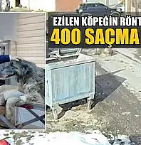 Ezilen köpeğin röntgeninden 400 saçma çıktı