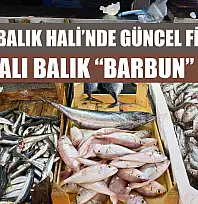 Fethiye Balık Hali'nde güncel fiyatlar: En pahalı balık 'Barbun'
