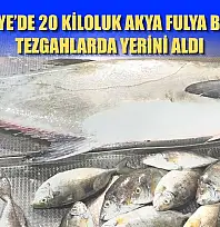 Fethiye'de 20 kiloluk Akya Fulya balığı tezgahlarda yerini aldı