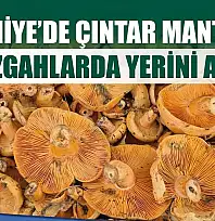 Fethiye'de Çıntar Mantarı Tezgahlarda Yerini Aldı