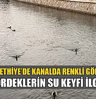 Fethiye'de kanalda renkli görüntüler: Ördeklerin su keyfi ilgi çekti