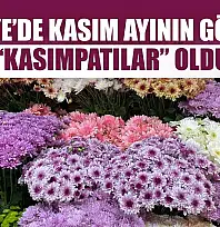 Fethiye'de Kasım ayının gözdesi 'Kasımpatılar' oldu