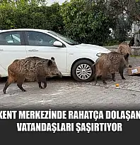 Fethiye'de kent merkezinde rahatça dolaşan domuzlar vatandaşları şaşırtıyor