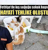 Fethiye'de kış soğuğu sokak hayvanları için hayati tehlike oluşturuyor