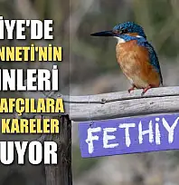 Fethiye'de Kuş Cenneti'nin sakinleri, fotoğrafçılara renkli kareler sunuyor