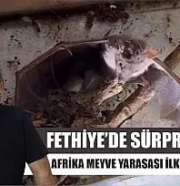 Fethiye'de Sürpriz Keşif: Afrika Meyve Yarasası İlk Kez Görüldü