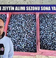 Fethiye'de zeytin alımı sezonu sona yaklaşıyor