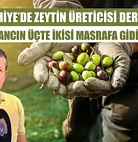 Fethiye'de Zeytin Üreticisi Dertli: 'Kazancın Üçte İkisi Masrafa Gidiyor'