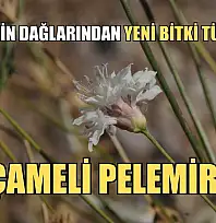 Fethiye'nin dağlarından yeni bitki türü çıktı: Çameli pelemiri