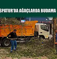 Fethiye Paspatur'da ağaçlarda budama çalışması