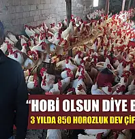 'Hobi Olsun Diye Başladı' 3 Yılda 850 Horozluk Dev Çiftliğe Ulaştı