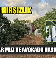 İlginç hırsızlık: Hırsızlar muz ve avokado hasadı yaptı