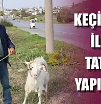 Keçileri ile tatil yapıyor