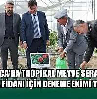 Kumluca'da tropikal meyve serasında kahve fidanı için deneme ekimi yapıldı