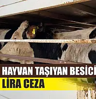 Küpesiz Hayvan Taşıyan Besiciye 170 Bin Lira Ceza