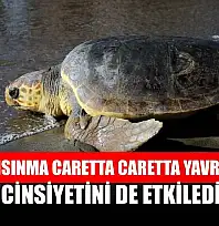 Küresel ısınma caretta caretta yavrularının cinsiyetini de etkiledi