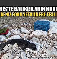 Marmaris'te balıkçıların kurtardığı yavru Akdeniz Foku yetkililere teslim edildi