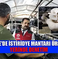 Menteşe'de istiridye mantarı üretimine yerinde denetim