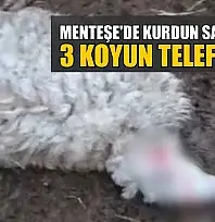 Menteşe'de kurdun saldırdığı 3 koyun telef oldu